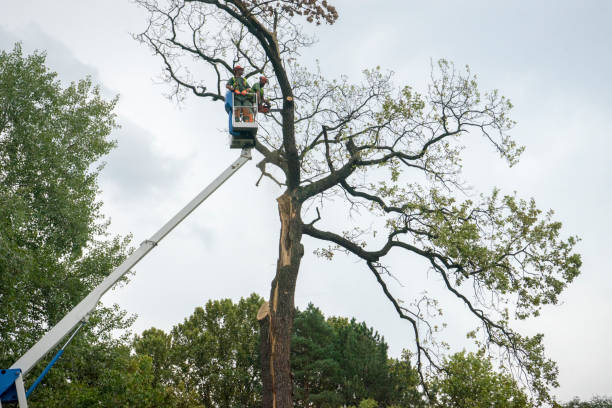 How Our Tree Care Process Works  in  Greenfield, TN